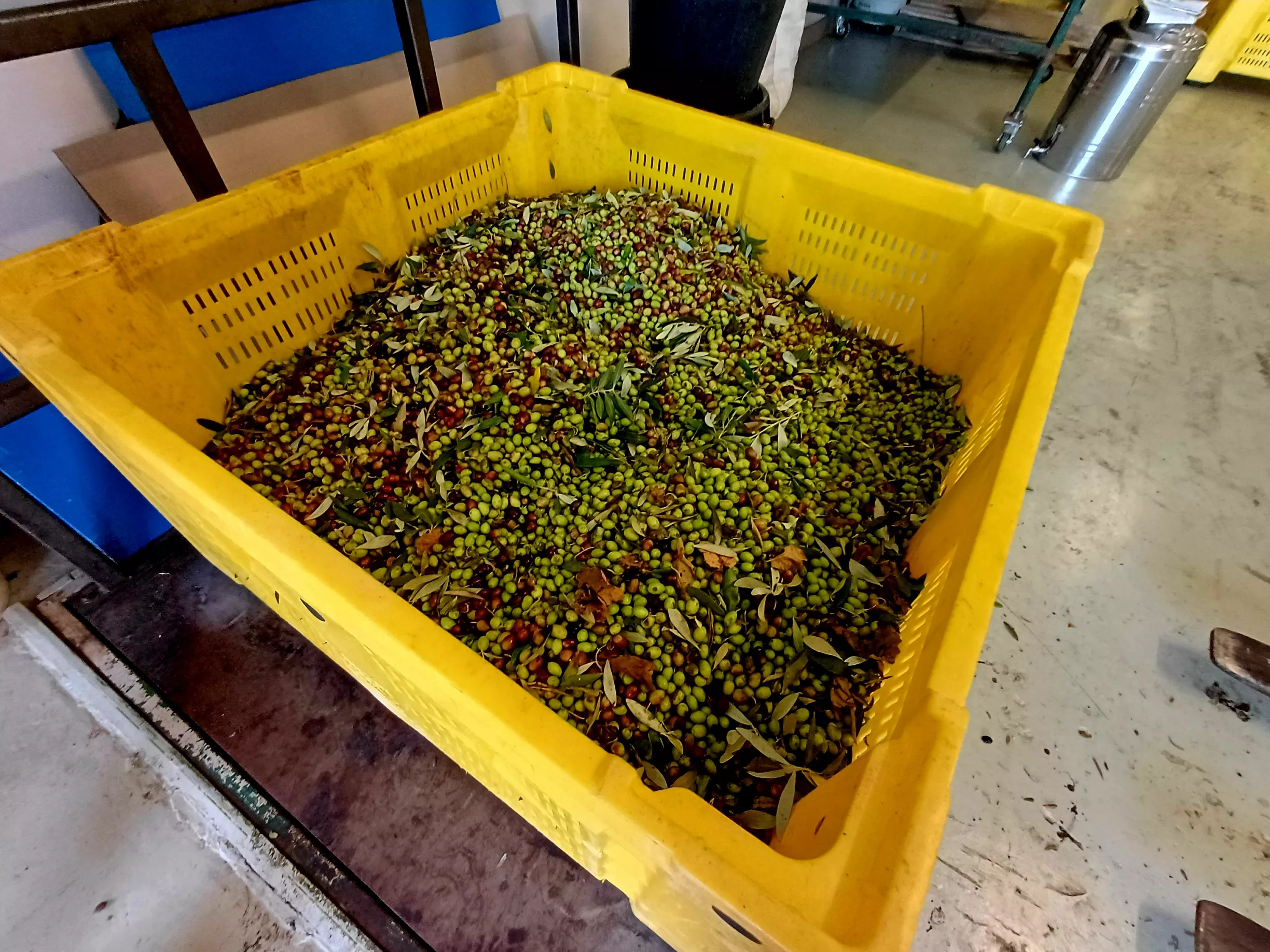 Frische-Ernte Frische-Ernte