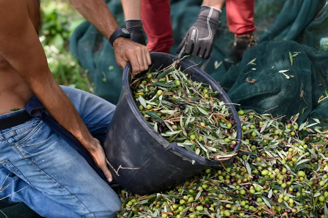 Oliven-werden-beerntet Oliven-werden-beerntet